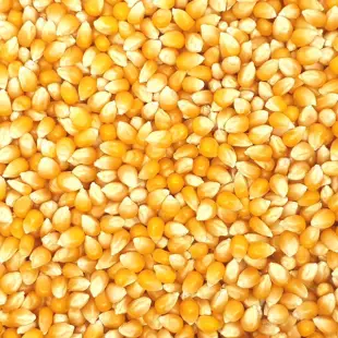 Pattogatni való kukorica (popcorn)